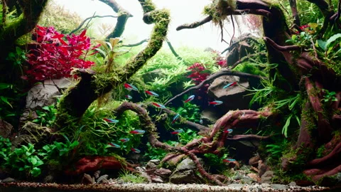 aquarium planted tank iwagumi rocks