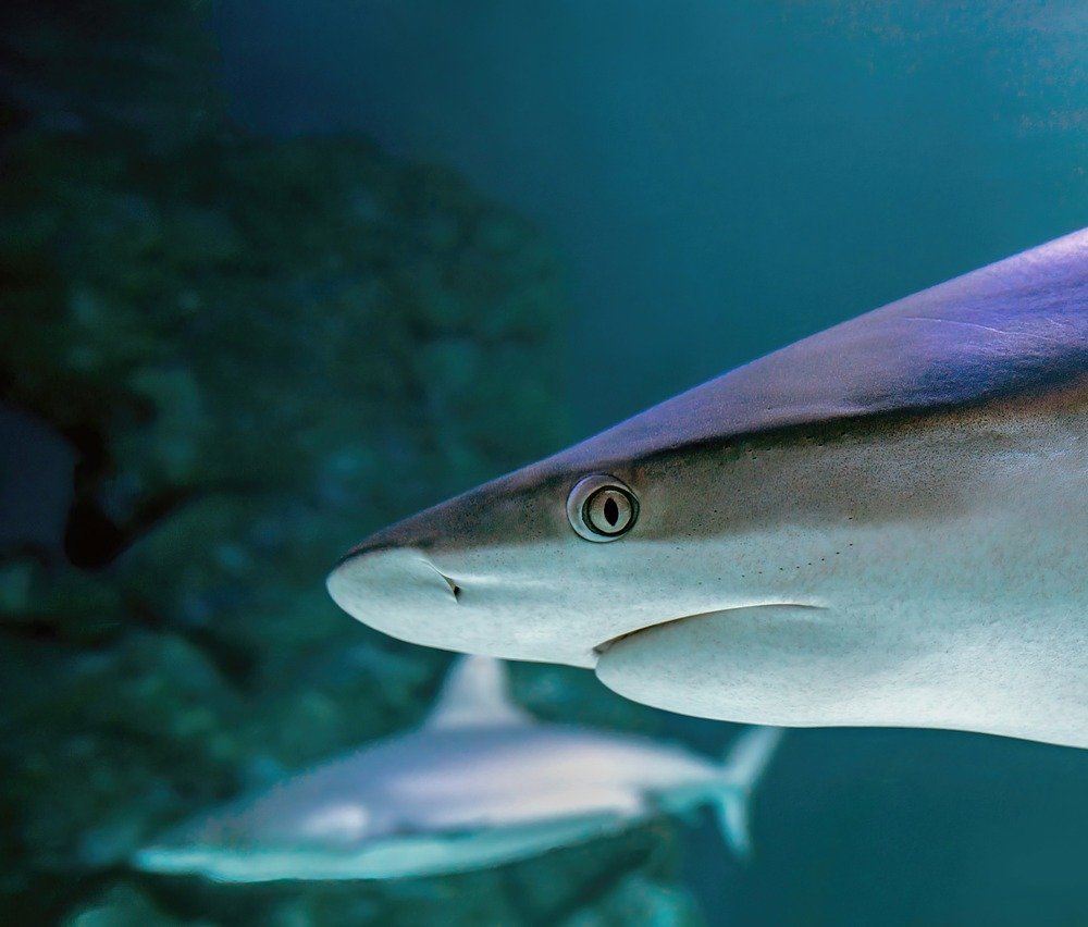 aquascape nature aquarium rocks plants